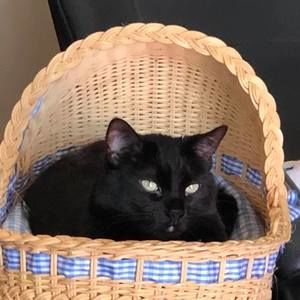 Meet your Posher, Ellen